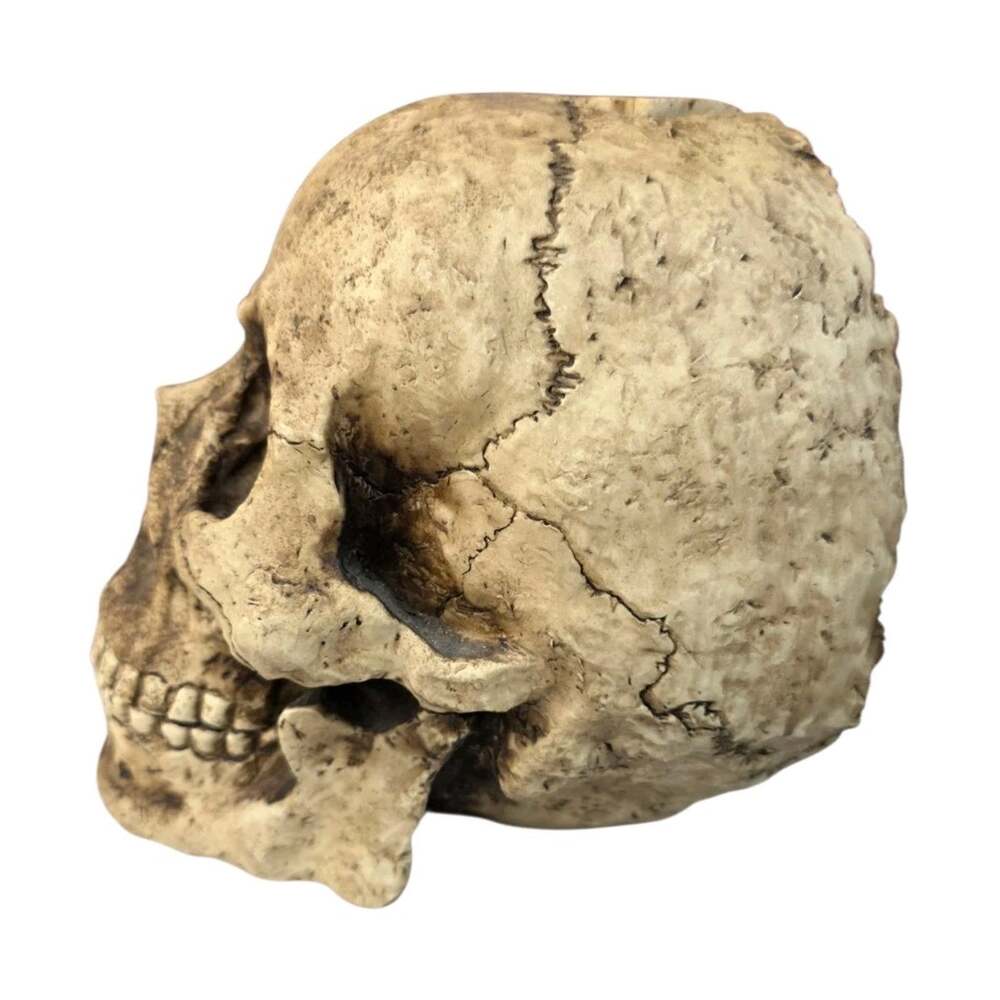 Summit Collection Resin Realistic Skull - Picture 3 of 6